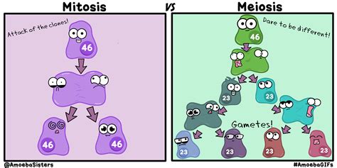 Cell Division Mitosis And Meiosis Animation - Cell Division