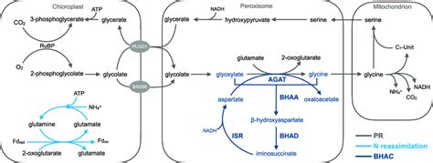 The BHAC as photorespiratory bypass in plant peroxisomes. A schematic ...