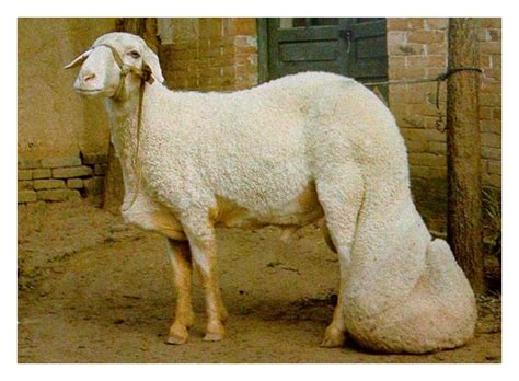 Sheep naturally have long tails as fat deposits for harsh climates. For ...