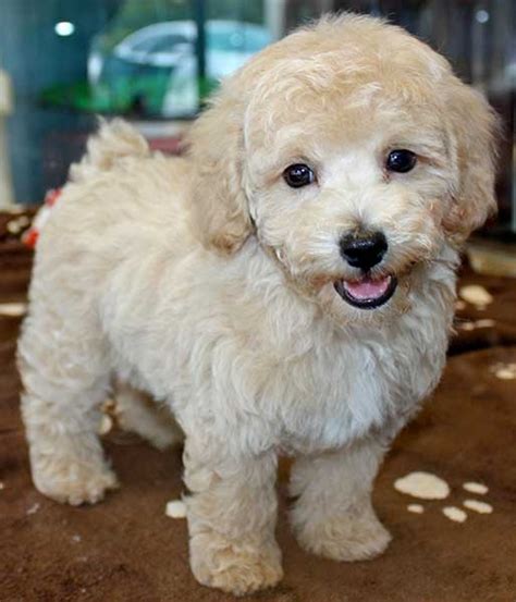 Bichon Poo (Bichon-Poodle mix) Info, Puppies, Pictures, Temperament