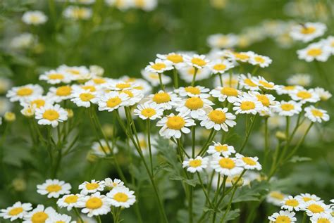 How to Grow Chamomile Plants