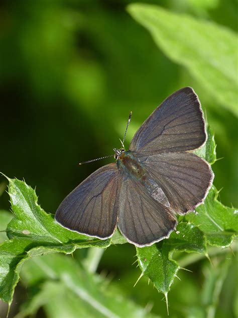 UK Butterflies - Purple Hairstreak - Favonius quercus