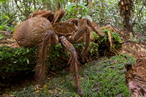 Spider the size of a puppy with tw-inch fangs found in rainforest ...