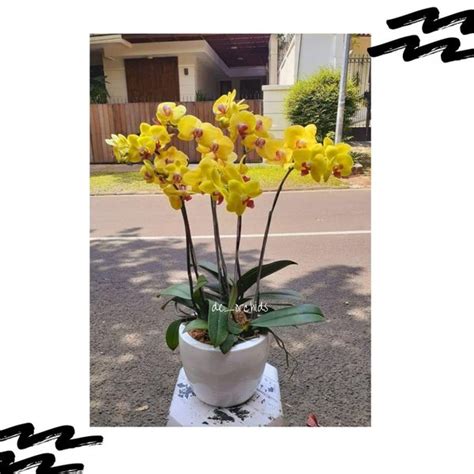 Jual Jual anggrek bulan rangkaian 4 Pohon termasuk Pot Warna Kuning ...