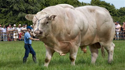 Spain's Spectacular Marvel: Witness the Majestic 40-Foot, 8-Ton Giant ...