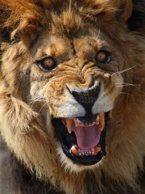 Lion. This male lion is roaring looks so angry , #Sponsored, #male, # ...