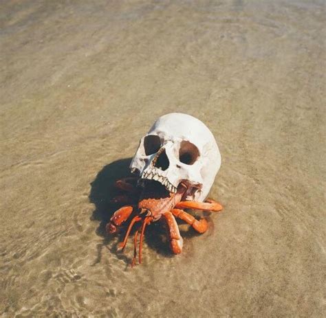 Beach skull | Unbelievable pictures, Hermit crab, Hermit crab shells