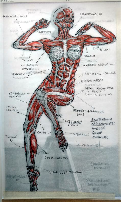 2015 Figure Drawing - Citrus College * MUSCLES Overlay, Picture #1 ...