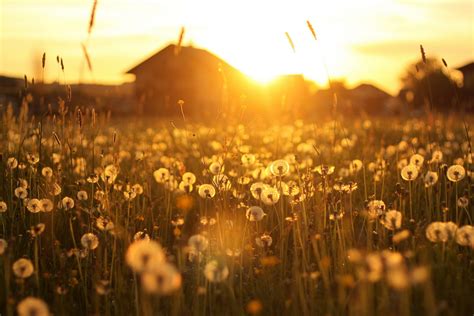 Dandelion Field Wallpaper