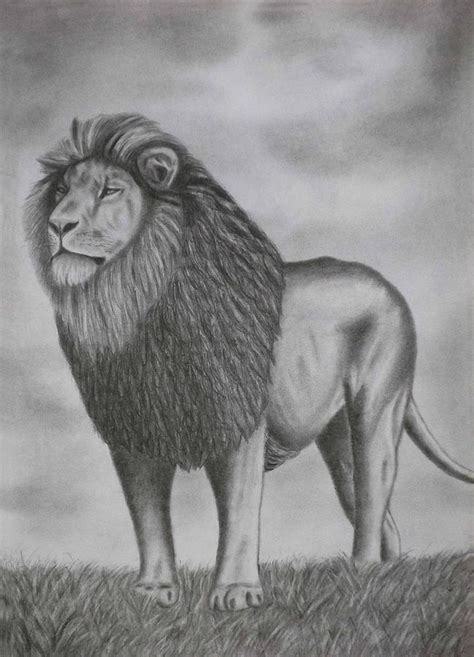 Pencil Drawings A Lion Drawing by Luigi Carlo