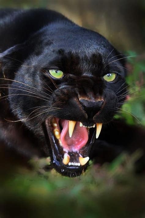 Black Panther with beautiful eyes. : r/natureismetal