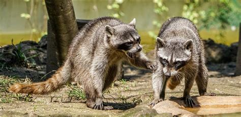 6 Reasons Why Raccoons Fight With Each Other