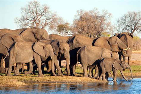 Best African Safari Tours: Our Top 10 Picks | Go2Africa