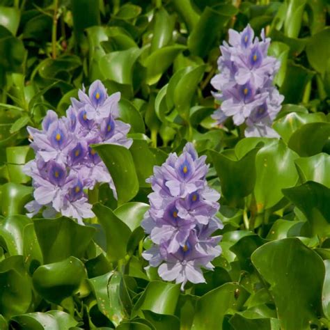 Water Hyacinth | Water Plants for Ponds | The Pond Guy