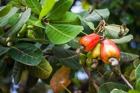 Cashew Nut Tree