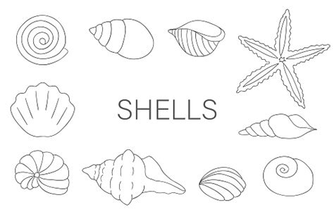 Vector Black And White Set Of Sea Shells Isolated On White Background ...