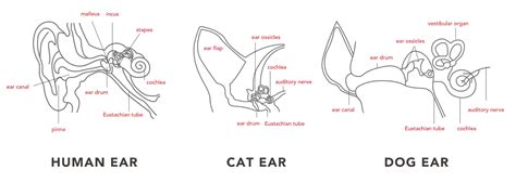 Ear Muscles Diagram - Blogger Lagi