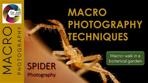 Macro photography techniques: Spider Photography - YouTube