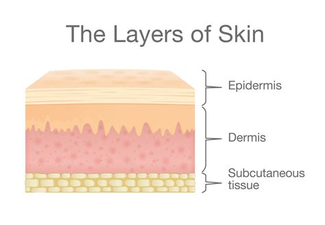 Layers Of Epidermis