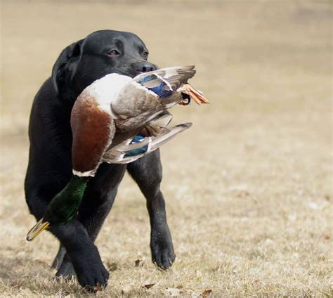 Do Black Labs Make the Best Hunters? - K9 Web