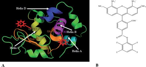 Lysozyme Structure And Function Pdf