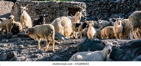 1,153 Sheep Farming Indian Images, Stock Photos & Vectors | Shutterstock