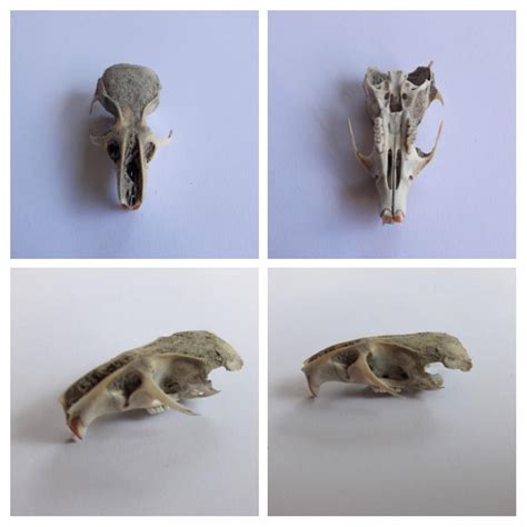 Some kind of rodent skull, found near the sea in Greece. : r/bonecollecting