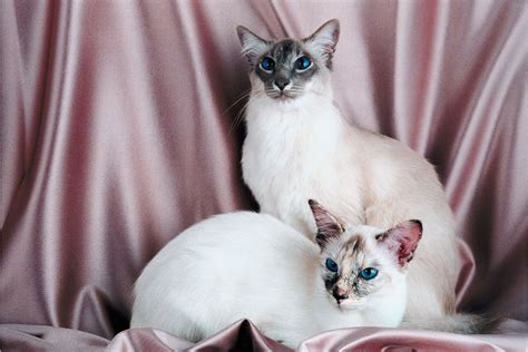 Ultimate Siamese Cat Personality Profile - What You need to Know I ...