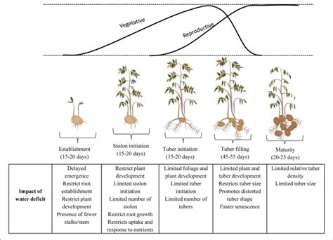 | Effect of water stress at different growth stages of potato ...