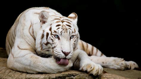 White Tiger, 8K, #4.573 Wallpaper