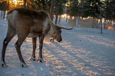 Moose Standing On Snow · Free Stock Photo