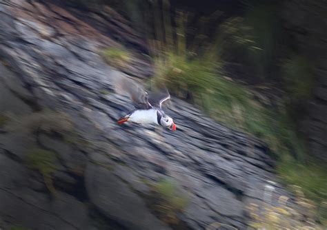 Puffin in Flight Photograph by Finn Olav Olsen - Pixels