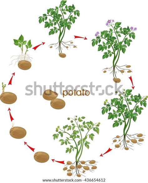 Potato Plant Growth Cycle Stock Vector (Royalty Free) 436654612