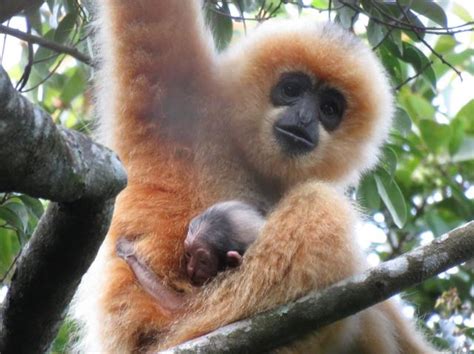 Hainan gibbon - Physical and breeding characteristics, Habitat and ...