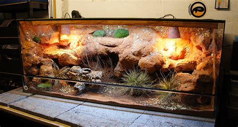 Idee per la decorazione del terrario del drago barbuto | Great Journey