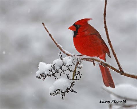 8″x10″ – Northern Cardinal in Snow | Tamarack Wildlife Center | Bird ...