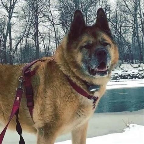 Is a German Shepherd Akita Mix Dog Right For You? | Flipboard