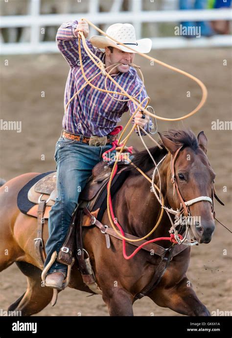 Rodeo cowboy on horseback competing in calf roping, or tie-down roping ...