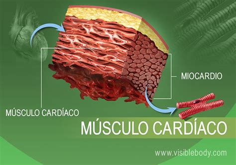 Aparato Locomotor - Mind Map