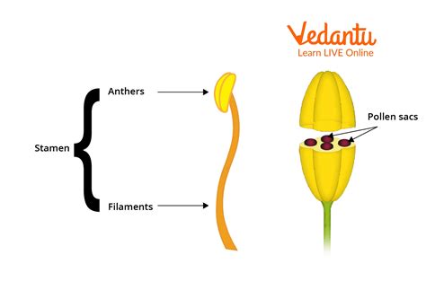 Stamen- Definition, Structure, Functions and Types