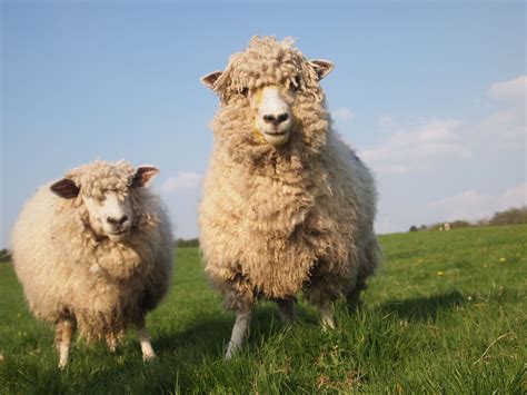 Cotswold Sheep at Cwmcrwth Farm Holiday Cottages | Animals, Sheep and ...