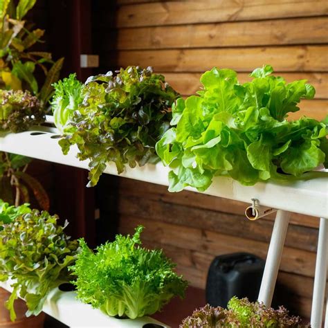 DIY Hydroponics: 10 Dos and Don'ts | The Family Handyman