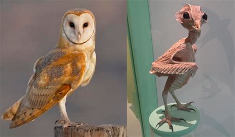 Featherless Owl