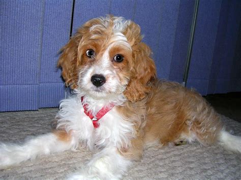 Cockapoo, Cocker Spaniel Poodle Mix - SpockTheDog.com