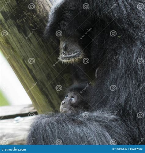 Siamang ape with baby ape stock photo. Image of environment - 123009540