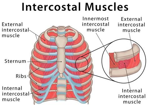 Intercostal Muscle Strain - Orchard Health Clinic - Osteopathy ...