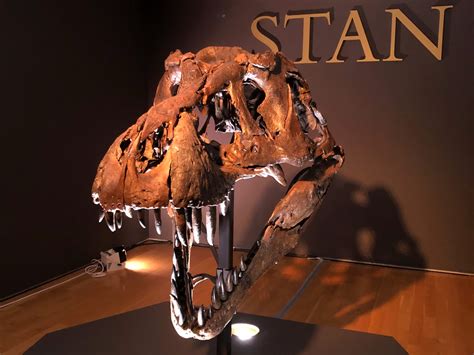 T. rex fossil sells for $32 million, becoming the most expensive dino ...