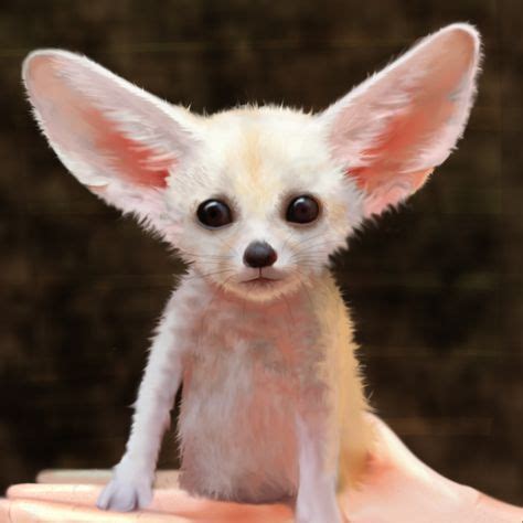 Baby fennec fox. Also called the desert fox. Their huge ears help them ...