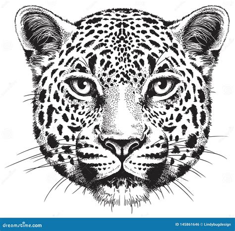 Black and White Vector Sketch of a Leopard`s Face Stock Vector ...