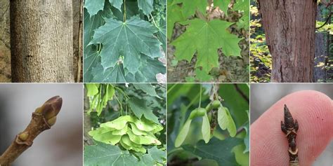 Norway Maple vs Sugar Maple: Identification - bplant.org